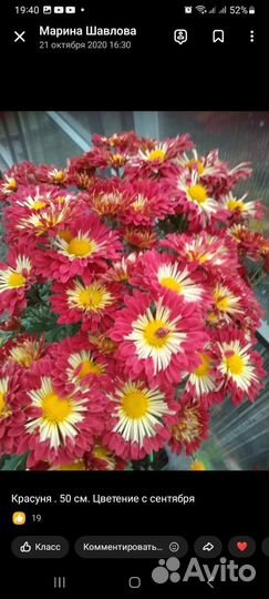 Корейские хризантемы