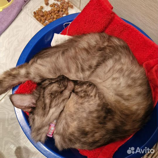 Отдам в добрые руки