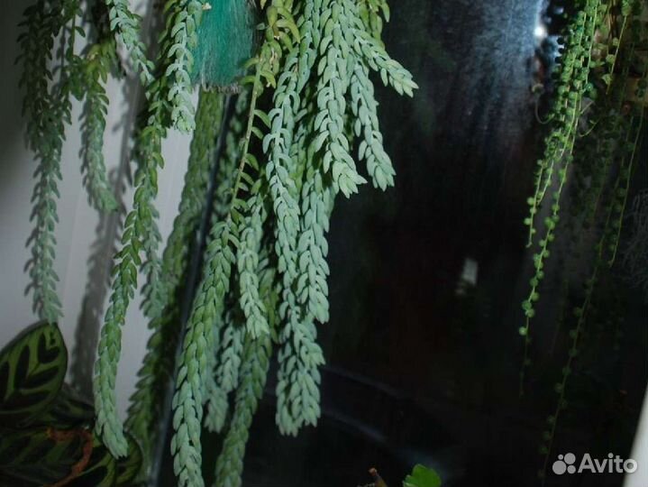 Очиток (Седум) комнатный