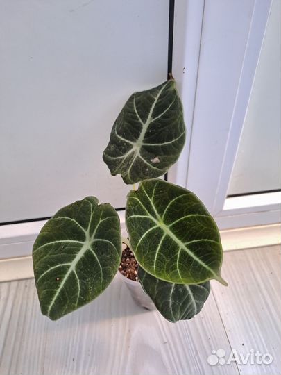 Комнатные растения цветы