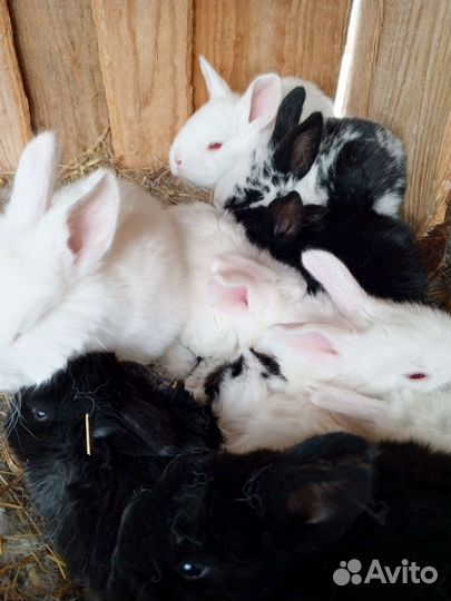 Кролики мясных пород, полувеликаны