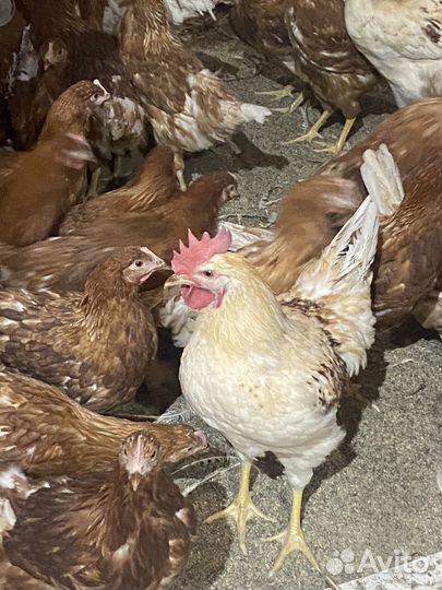 Молодые петухи