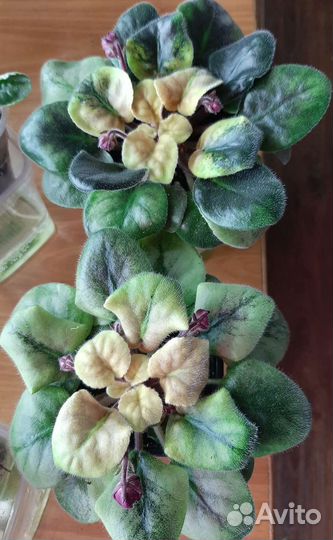 Сортовые фиалки