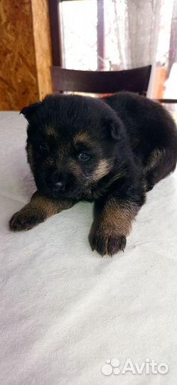 Немецкая овчарка щенки