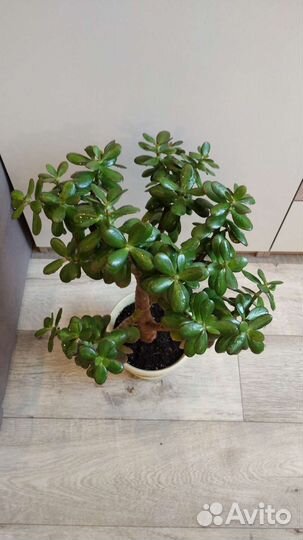 Толстянка, денежное дерево, алоэ