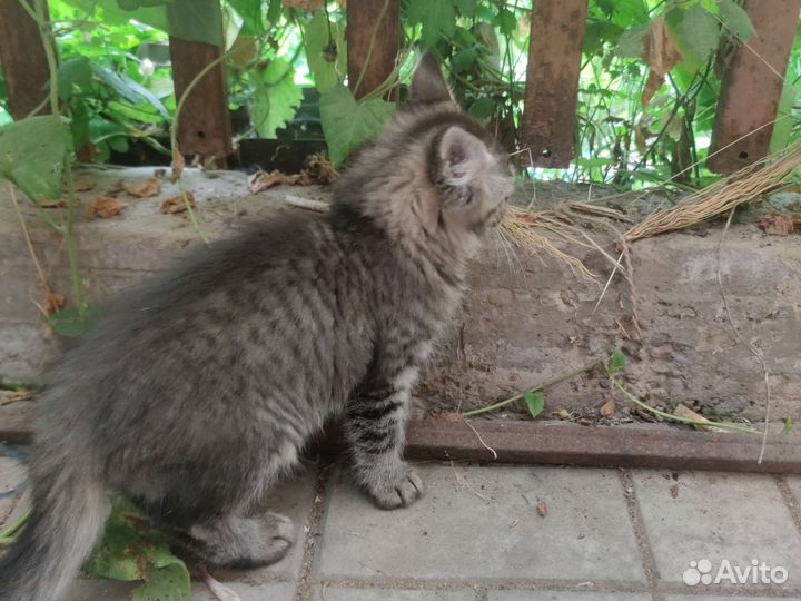 Кошка в дар