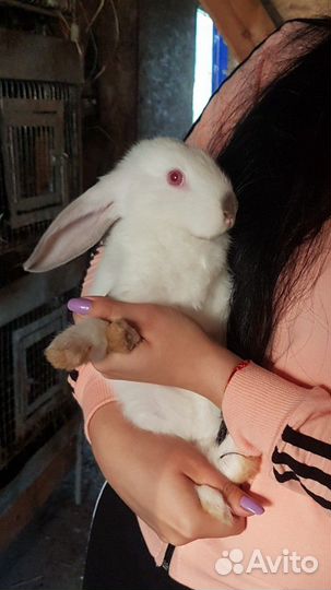 Продаются кролики