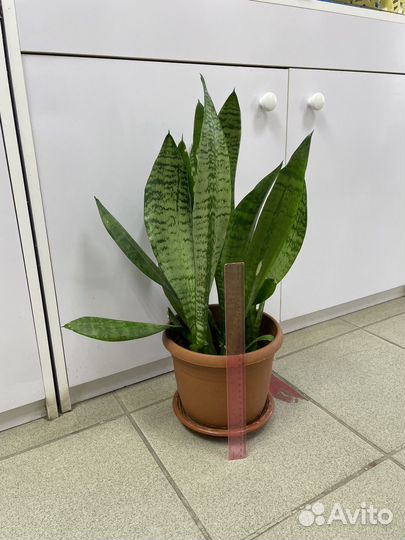 Сансевиерия