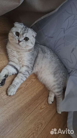 Шотландский кот на вязку