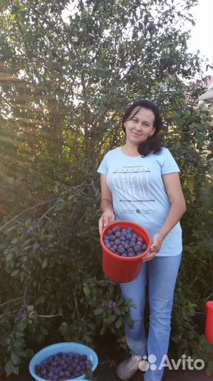 Саженцы яблони,груши питомник Шамонино