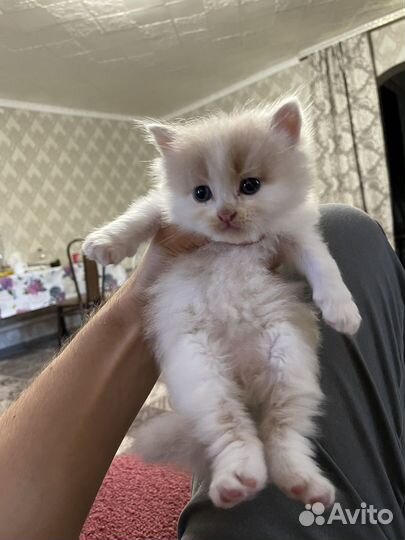 Персидские котята бесплатно