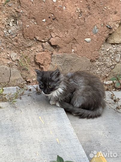Котенок мальчик бесплатно
