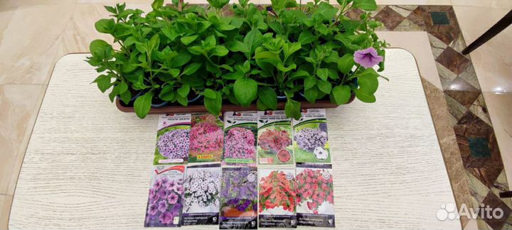 Продается рассада