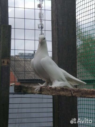 Белые голуби на свадьбу и другие торжества
