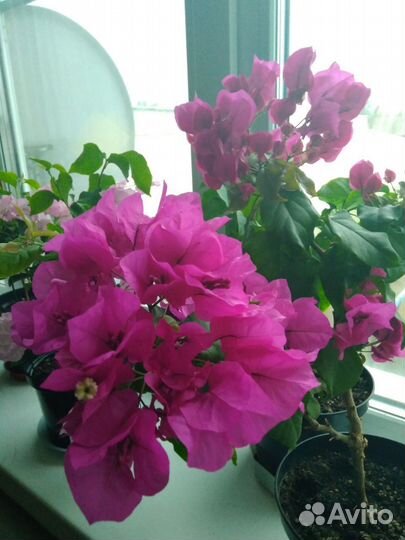 Олеандр, бугенвиллия