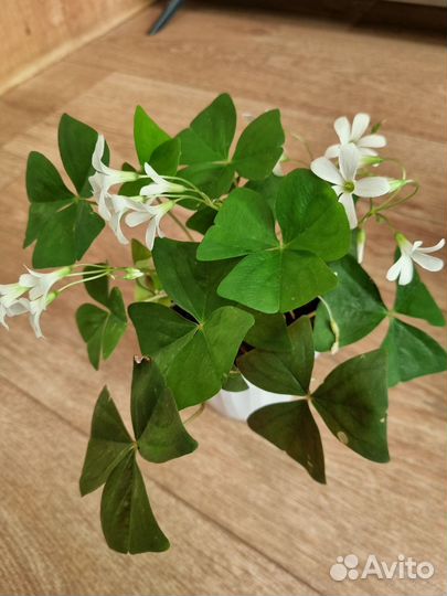 Кислица оксалис