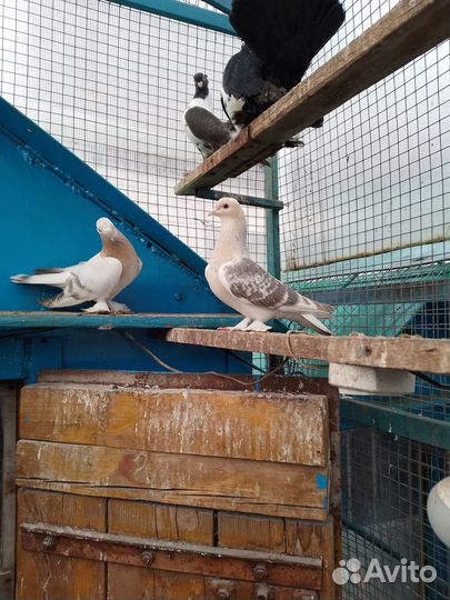 Продажа голубей: узбеки,ростовские белогрудые пара