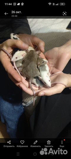 Крысята Дамбо, ручные, ласковые, очень общительные