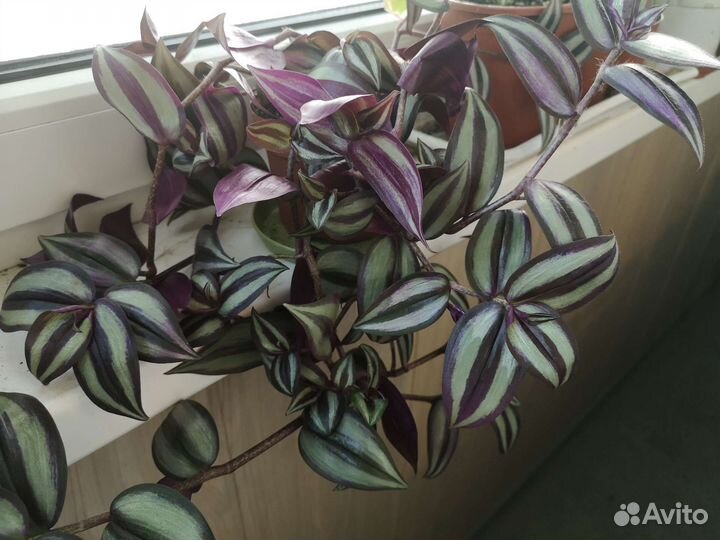 Хлорофитум, пеперомия, традесканция и др