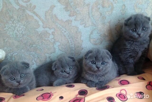 Шотландские вислоухие девочки