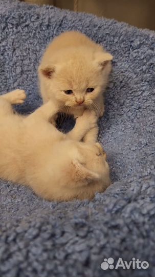 Британские кремовые котики