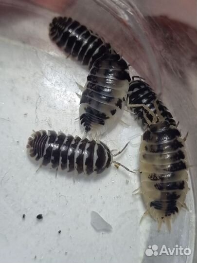 Мокрицы для террариума. Коровки и Зебры