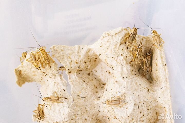 Сверчки кормовые