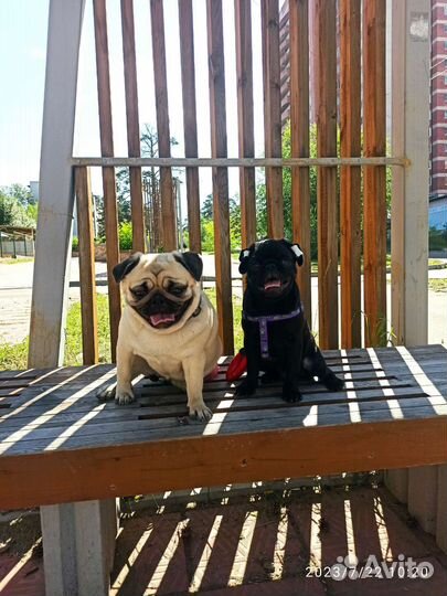 Щенки мопса