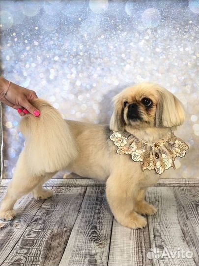 Стрижка собак груминг