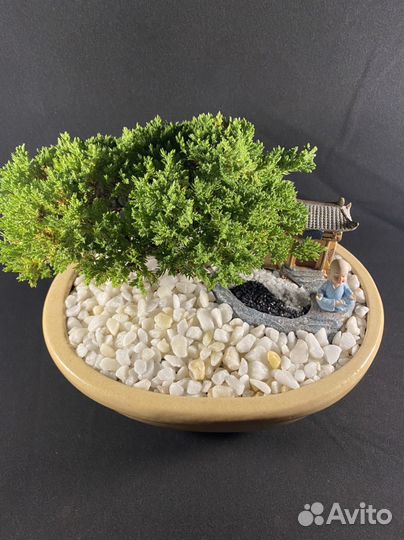 Дерево бонсай живое