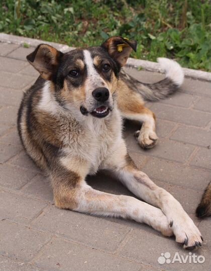 Собачка в добрые руки