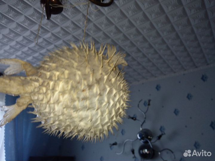 Рыба-еж (фугу)