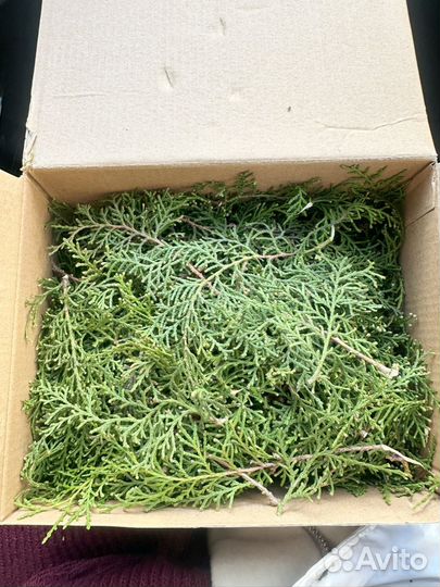 Ветки туи для поделок настоящие