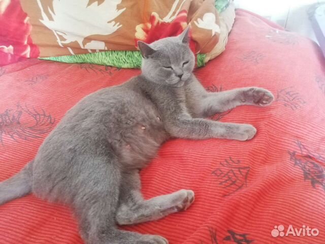 Шотландская