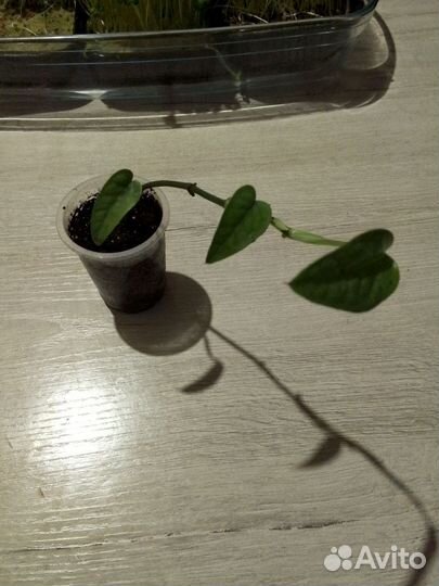 Эпипремнум себу блю