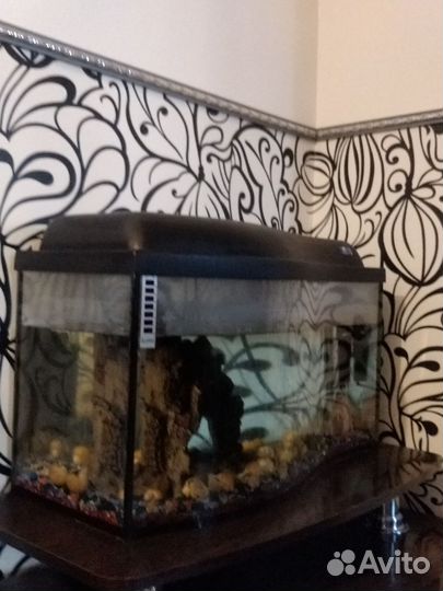 Аквариум