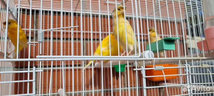 Кенор+Канорейки (в ассортименте)