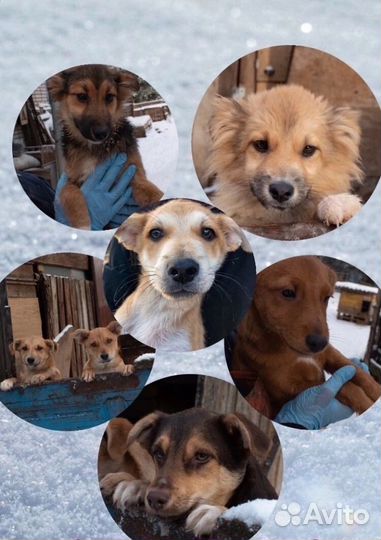 Щенки тоже хотят домой