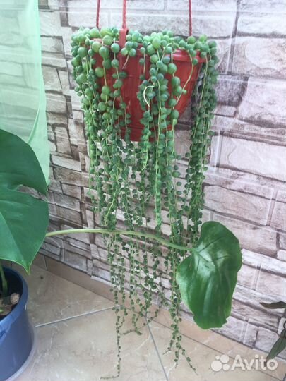 Крестовник роули