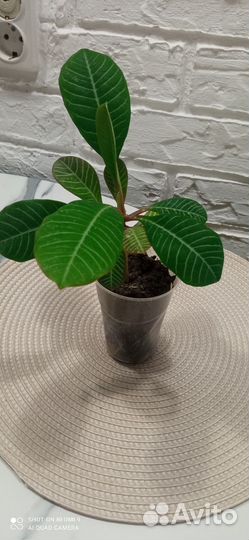 Традесканция, крассула хоббит, денежное дерево