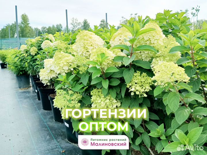 Сортовые Гортензии Оптом с Питомника