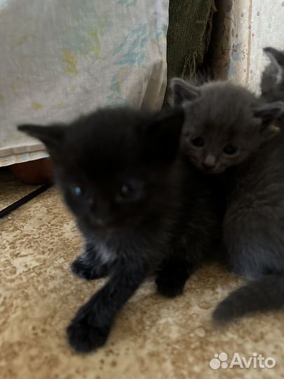 Котята в добрые руки