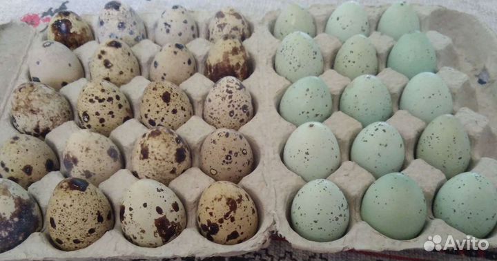 Яйцо перепелиное
