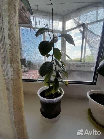 Лимонное дерево