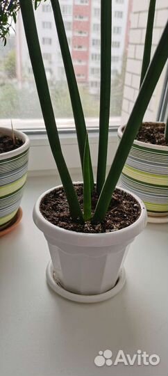 Сансевиерия цилиндрика