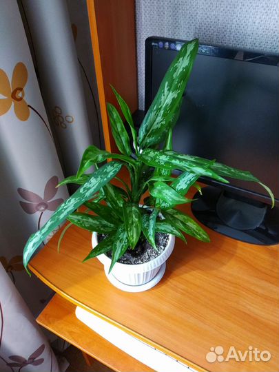 Комнатные цветы