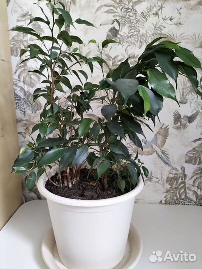 Фикус бенджамина