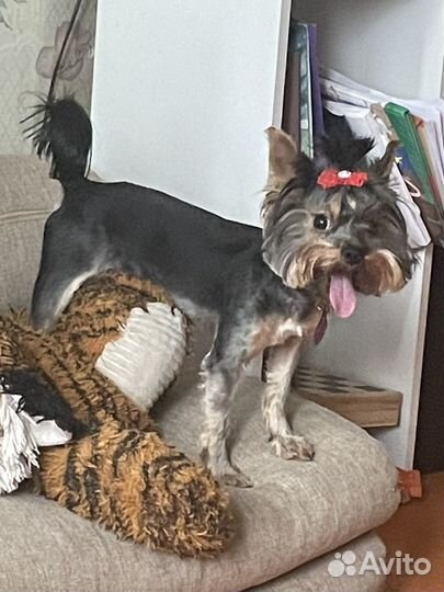 Йоркширский терьер мини Вязка