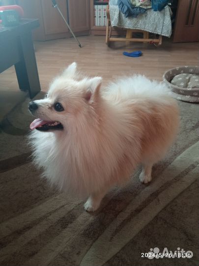 Вязка. Шпиц. Мальчик