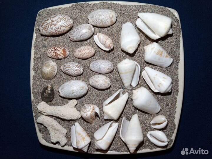 Морские ракушки раковины 2